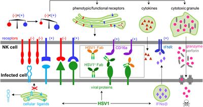 Molecular Basis for the Recognition of Herpes Simplex Virus Type 1 Infection by Human Natural Killer Cells